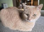 Lucy - Siamese Cat For Adoption - Grimes&comma; IA&comma; US
