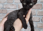 Curly Black Male - Devon Rex Kitten For Sale - Hollywood&comma; FL&comma; US