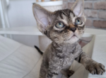 Curly black tabby female - Devon Rex Kitten For Sale - Hollywood&comma; FL&comma; US