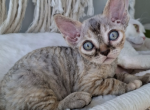 Tortie Tabby Female - Devon Rex Kitten For Sale - Hollywood&comma; FL&comma; US
