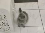 Gucci - Russian Blue Cat For Sale - Fort Lauderdale&comma; FL&comma; US