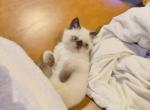 Exotic shorthair Persian kitten - Persian Kitten For Sale - GA&comma; US