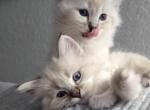 Baby ragdolls - Ragdoll Kitten For Sale - Sarasota&comma; FL&comma; US