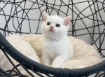 White Plush Scottish Straight kitten - Scottish Straight Kitten For Sale - Orlando&comma; FL&comma; US