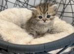 Scottish Straight Female Longhair - Scottish Straight Kitten For Sale - Orlando&comma; FL&comma; US
