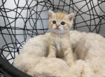 Short haired Scottish Straight kitten - Scottish Straight Kitten For Sale - Orlando&comma; FL&comma; US