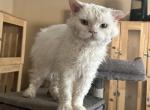 White Colored Selkirk Rex - Selkirk Rex Cat For Sale - Rancho Cucamonga&comma; CA&comma; US