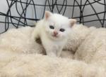 White Scottish Straight Girl - Scottish Straight Kitten For Sale - Orlando&comma; FL&comma; US