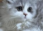 Lee - Persian Kitten For Sale - Williamstown&comma; NJ&comma; US