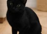 Ivy - Bombay Kitten For Sale - 