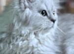 Zoke - Persian Kitten For Sale - Philadelphia&comma; PA&comma; US