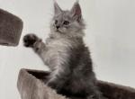 Snowfall Luxlines Akiras Element litter - Maine Coon Kitten For Sale - Ambridge&comma; PA&comma; US