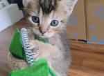 Abyssinian kitten - Abyssinian Kitten For Sale - Chapel Hill&comma; NC&comma; US