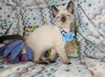 Siamese 2 M SealPoint BB - Siamese Kitten For Sale - NY&comma; US