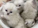 Ragdoll kittens - Ragdoll Kitten For Sale - East Amwell&comma; NJ&comma; US