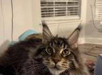 Benny - Maine Coon Kitten For Sale - Jacksonville&comma; FL&comma; US