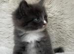 Merlin - American Longhair Kitten For Sale - 