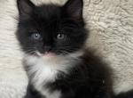 Jazzie - American Longhair Kitten For Sale - 