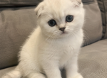 Bella - Scottish Fold Kitten For Sale - 