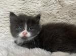 Eleanor - American Longhair Kitten For Sale - 