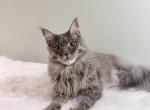 Young male maine coon male for adoption - Maine Coon Cat For Sale - 