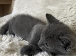 Zora - American Shorthair Kitten For Sale - 
