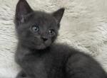 Zyla - American Shorthair Kitten For Sale - West Springfield&comma; MA&comma; US