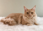 Maine Coon Girl Looking for a Loving Home - Maine Coon Cat For Sale - 