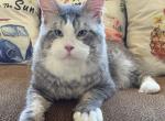 Big Handsome Friendly Maine Coon Male Retired - Maine Coon Cat For Sale - CA&comma; US
