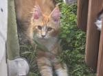 Red male mainecoon - Maine Coon Kitten For Sale - Chicago&comma; IL&comma; US