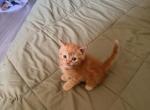 Zeus - Persian Kitten For Sale - Center Groton&comma; CT&comma; US