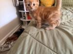 Zeus - Persian Kitten For Sale - 