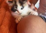 Daisy - Persian Kitten For Sale - Center Groton&comma; CT&comma; US