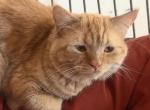 Oden - Persian Cat For Sale - Center Groton&comma; CT&comma; US