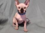 Elvis - Sphynx Kitten For Sale - 