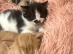 Pepper - Persian Kitten For Sale - Center Groton&comma; CT&comma; US