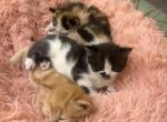 Pepper - Persian Kitten For Sale - 