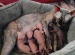 Pixie litter - Sphynx Kitten For Sale - Las Vegas&comma; NV&comma; US