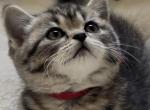 Precious Paws - British Shorthair Kitten For Sale - Bellingham&comma; WA&comma; US