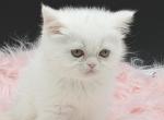 Exotic dollface - Exotic Kitten For Sale - Palm Coast&comma; FL&comma; US