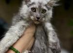 Cloud high smoke boy - Maine Coon Kitten For Sale - Grant Valkaria&comma; FL&comma; US