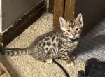 Oleopto2 - Bengal Kitten For Sale - Oklahoma City&comma; OK&comma; US