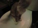 Tiger - Domestic Kitten For Adoption - Williamsburg&comma; VA&comma; US