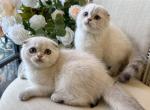 Scottish Fold Seal Point Brothers - Scottish Fold Kitten For Sale - Orlando&comma; FL&comma; US