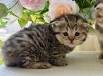 Scottish Fold Golden Tabby Male - Scottish Fold Kitten For Sale - Orlando&comma; FL&comma; US