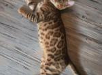 Dale - Bengal Kitten For Sale - GA&comma; US