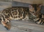 Chip - Bengal Kitten For Sale - GA&comma; US