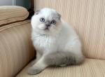 Scottish Fold Color Point Male - Scottish Fold Kitten For Sale - Orlando&comma; FL&comma; US