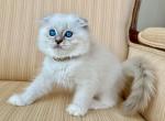 Scottish Fold Seal Point Male - Scottish Fold Kitten For Sale - Orlando&comma; FL&comma; US
