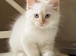 M1 - Siamese Kitten For Sale - Syracuse&comma; NY&comma; US